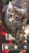Kitten 14 Wochen sucht zuhause