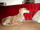 Galgo espanol