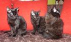 Rassige Schmusetiger in black - teils langhaar teils gelockt