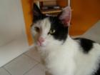 Hauskatze LUNA ca. 8 Monate alt