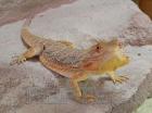 Bartagamen Weibchen Sandfire sub adult