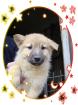 Mischlingswelpen Golden Retriever