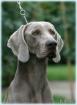 Extra Weimaraner Welpen abzugeben