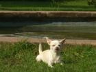 Chihuahua weibchen zum decken verzweifelt gesucht