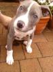 Amstaff Hündin Blueline