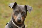 PACITO fröhlicher und angenehmer Pinscher-Mix - 4 Jahre - Tierhilfe-Franken e. V.