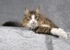 Norwegische Waldkatze 2 J. alt kastriert black-tabby-mc. /white