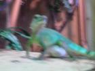 Wasseragame bock