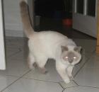 Deckkater Cäsar BKH lilac-point mit blauen Augen