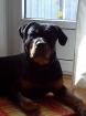 Rottweiler Rüde sucht Hündin zum decken