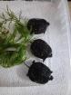 Clemmys guttata Tropfenschildkröte