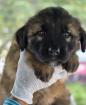 Benny sucht ein passendes Zuhause