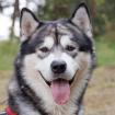 MUBALU - bildhübscher Alaskan Malamute - 2 Jahre - Tierhilfe-Franken e. V.