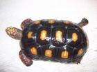 2 Köhlerschildkröten Geochelone carbonaria abzugeben