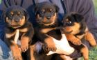 Süße reinrassige Rottweiler Welpen mit Stammbaum Rostock