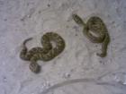 Verkaufe Sandrasselotter Echis coloratus