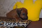 Pfiffiger Rhodesian Ridgeback Rüde sucht.