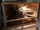 0 2 Kornnattern mit Terrarium adult