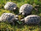 1 0 3 Testudo hermanni boettgeri