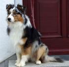 Aussie - traumhafter blue-merle Rüde 1 Jahr beste Abstammung