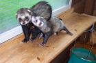 Rüde Blackself Fähe Harlekin