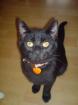 Schwarze Katze 7 Monate jung sucht DRINGEND