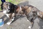 Sinefa sucht ein passendes zuhause
