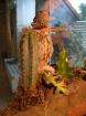 Bartagame und Terrarium Zubehör für Euro 390 -