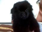 Biete Deckhund an