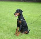 Dobermannwelpen 9 Wochen mit VDH/FCI Papieren