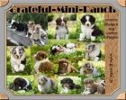 Australian Shepherd Welpen