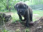 Keine Rhodesian Ridgeback Welpen sondern robuste