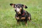 LILLIFEE - Dackel-Mix - 8 Jahre - Tierhilfe-Franken e. V.