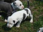 TOP Pitbull Welpen - Rüde Altenburg