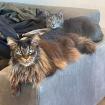 Loui und Groot - Maine Coon europ. Kurzhaar - 7 6 Jahre - Tierhilfe Franken