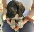 Bella sucht ein passendes Zuhause