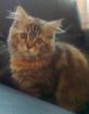 Reinrassiger Main Coon Kater gesucht zum Decken meiner kleinen.