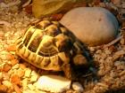 Suche griechische landschildkröte weib. testudo hermanni