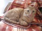 Flugpaten von Cadiz Malaga Sevilla oder Helva in Spanien nach Berlin für Katze