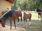 First Pleasure/ Conteur Fohlen