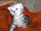 Silvertabby BKH spotted Kitten
