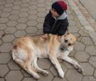 Familienfreundlicher Reiterhof wo auch Hund mit Ihren Besitzern zum Urlaub mach