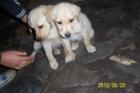 Reinrassige labradorwelpe dringend abzugeben