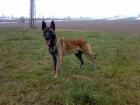 18 Monate alten Malinoisrüden abzugeben