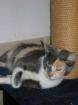 Dreifarbige liebe Katzendame Samana