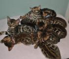 . Bengal Kitten