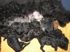 BLACK AND TAN Kleinpudelwelpen suchen nette Familie VDH Papiere