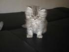 Norweger-Perser-Kitten