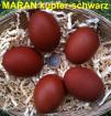 MARAN Bruteier frisch und dunkelbraun