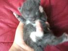 Katzenbaby Kath user Mix